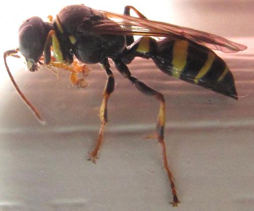 Réf. 219 050 : Lestiphorus bicinctus